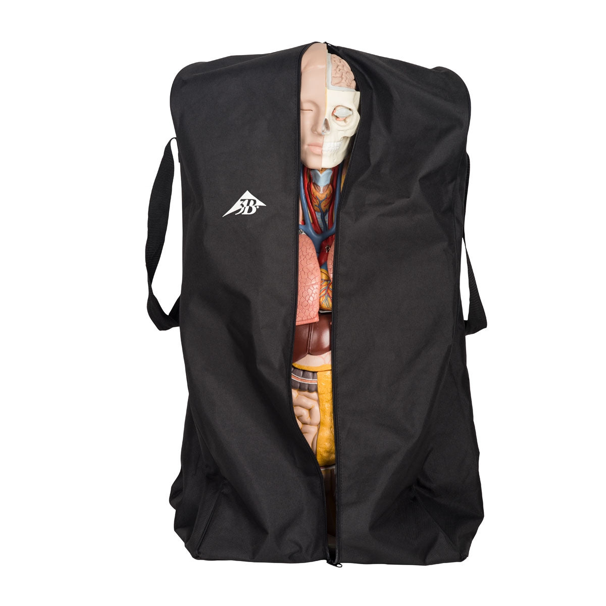 Heavy Duty Dust Cover for Torso Models 1020762