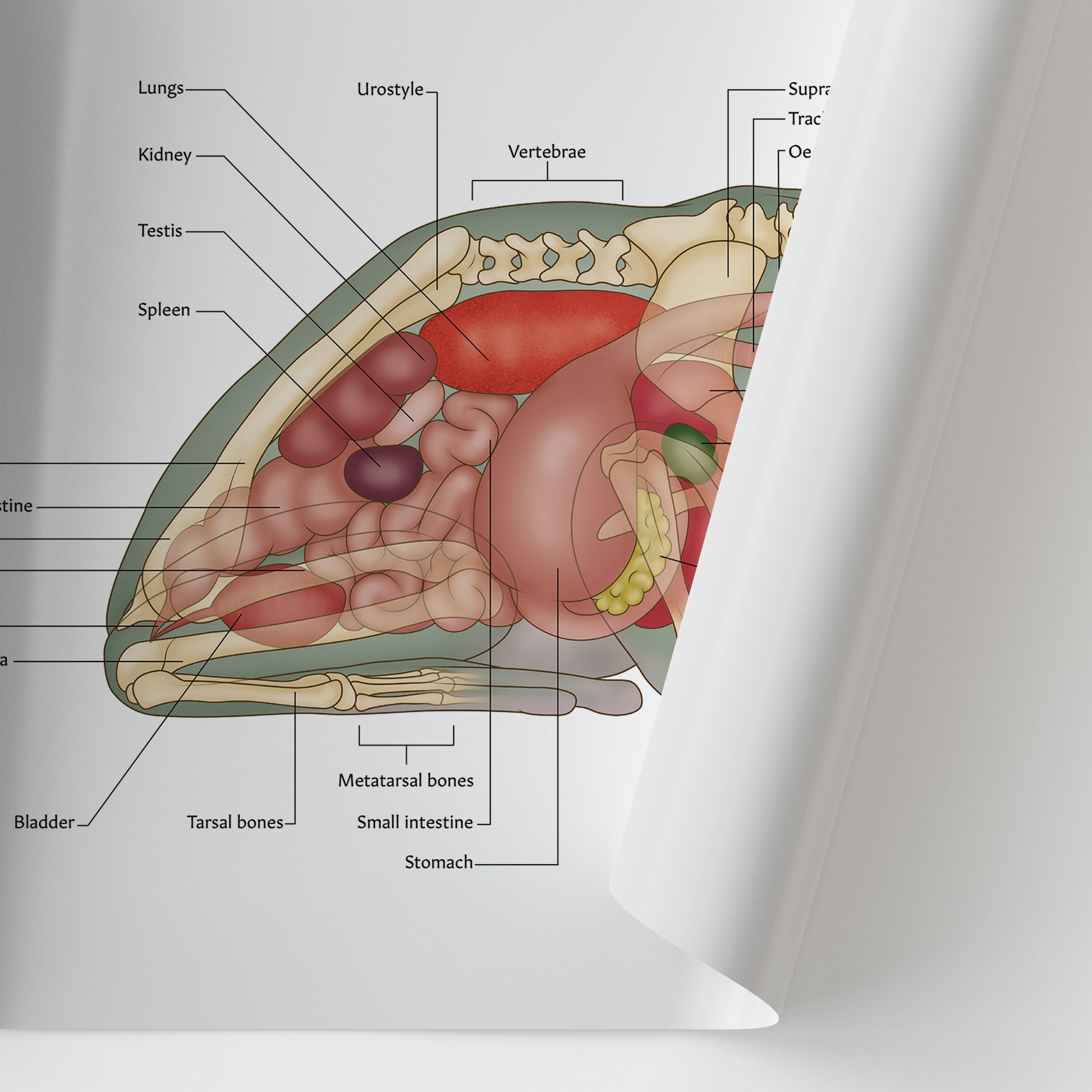 White's Tree Frog Anatomy Chart / Poster