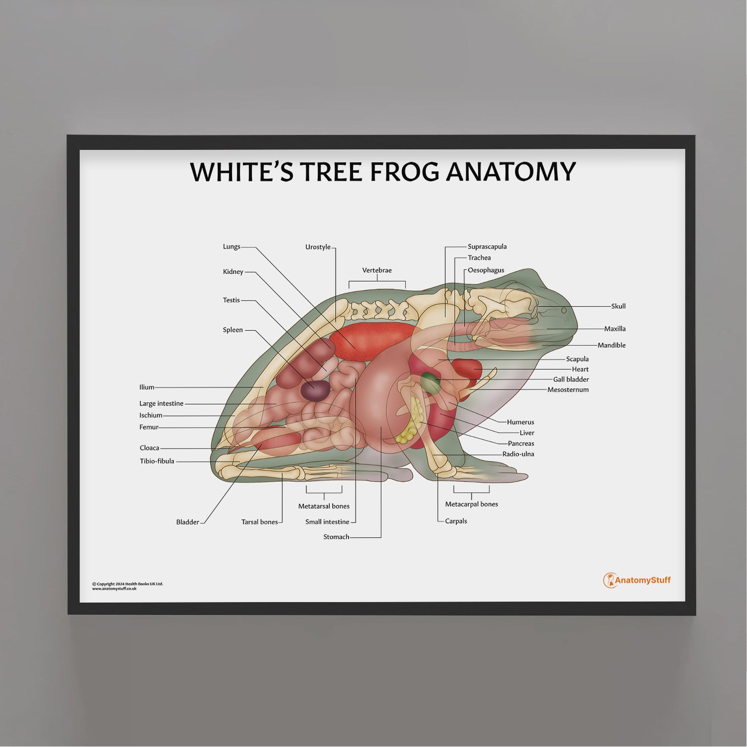 White's Tree Frog Anatomy Chart / Poster