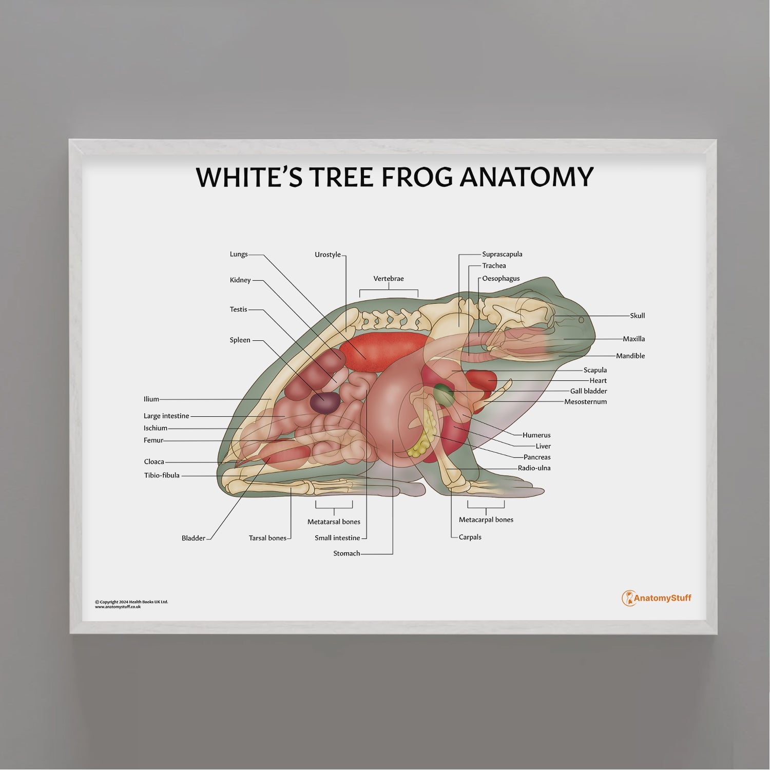 White's Tree Frog Anatomy Chart / Poster - Part of Collection
