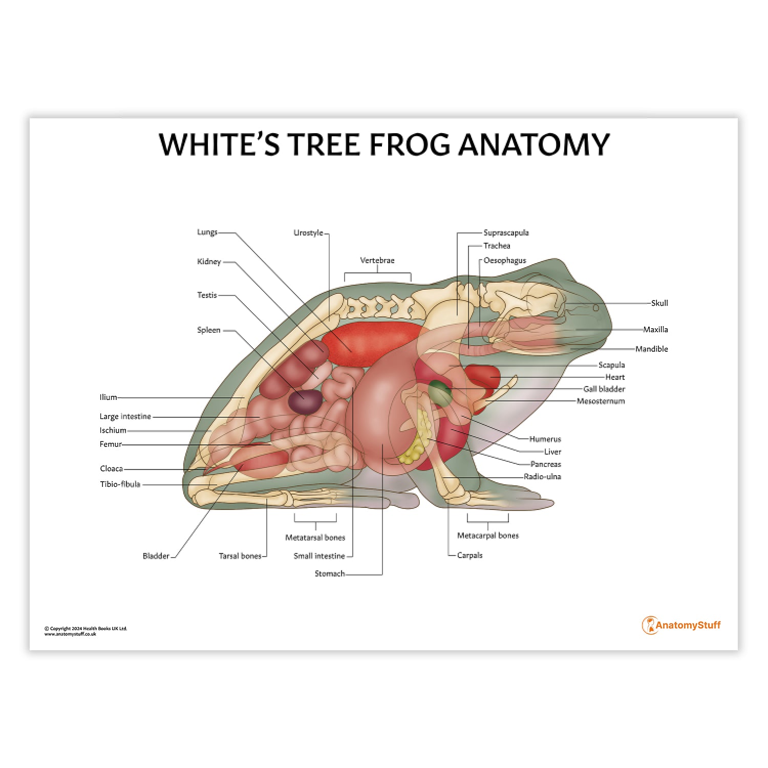 White's Tree Frog Anatomy Chart / Poster