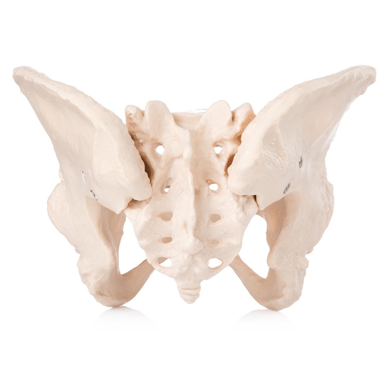 Budget Female Pelvis Model