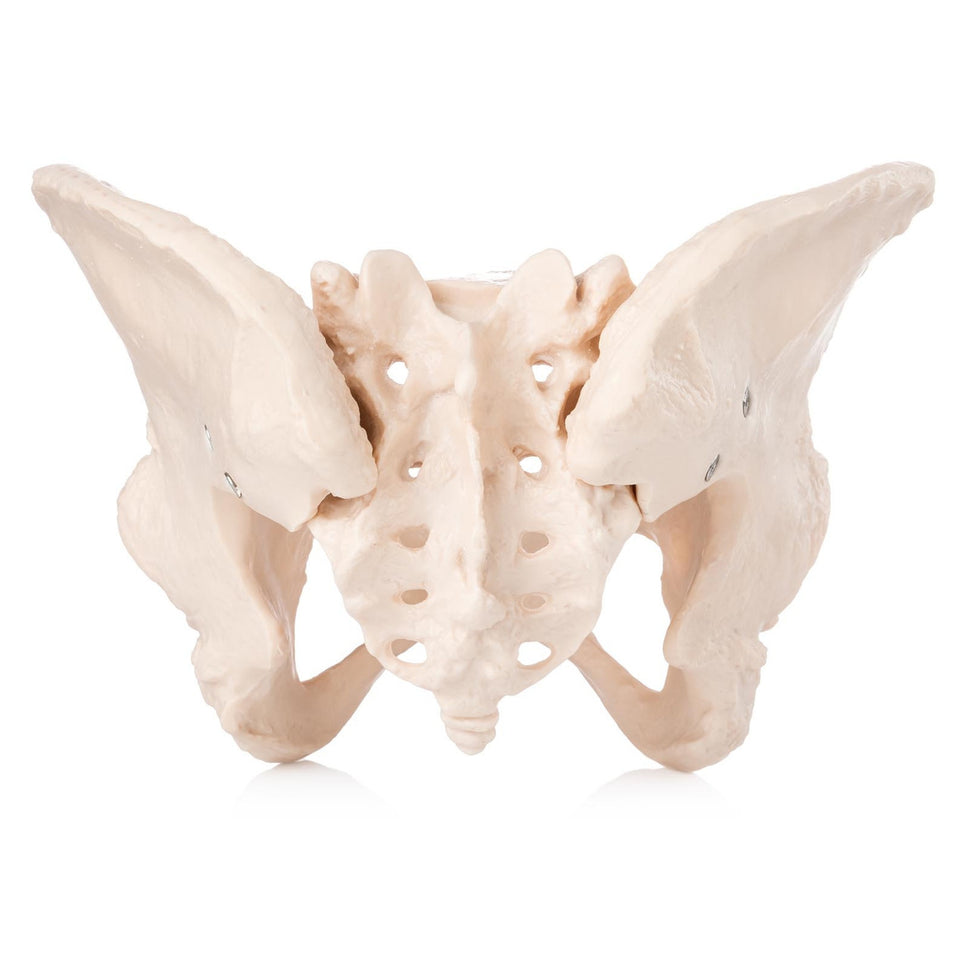 Budget Female Pelvis Model