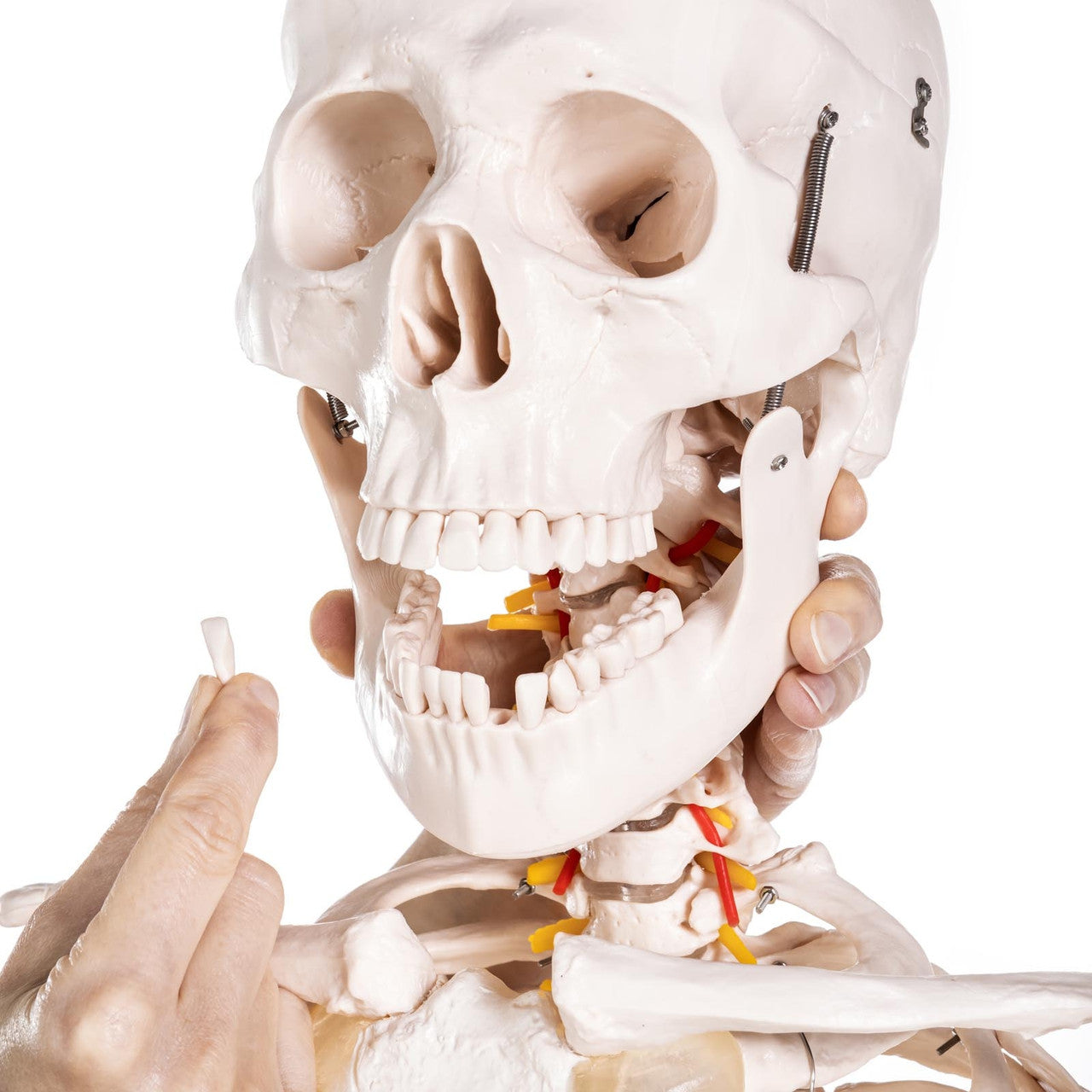 Budget Life-Size Skeleton Model with Female Pelvis