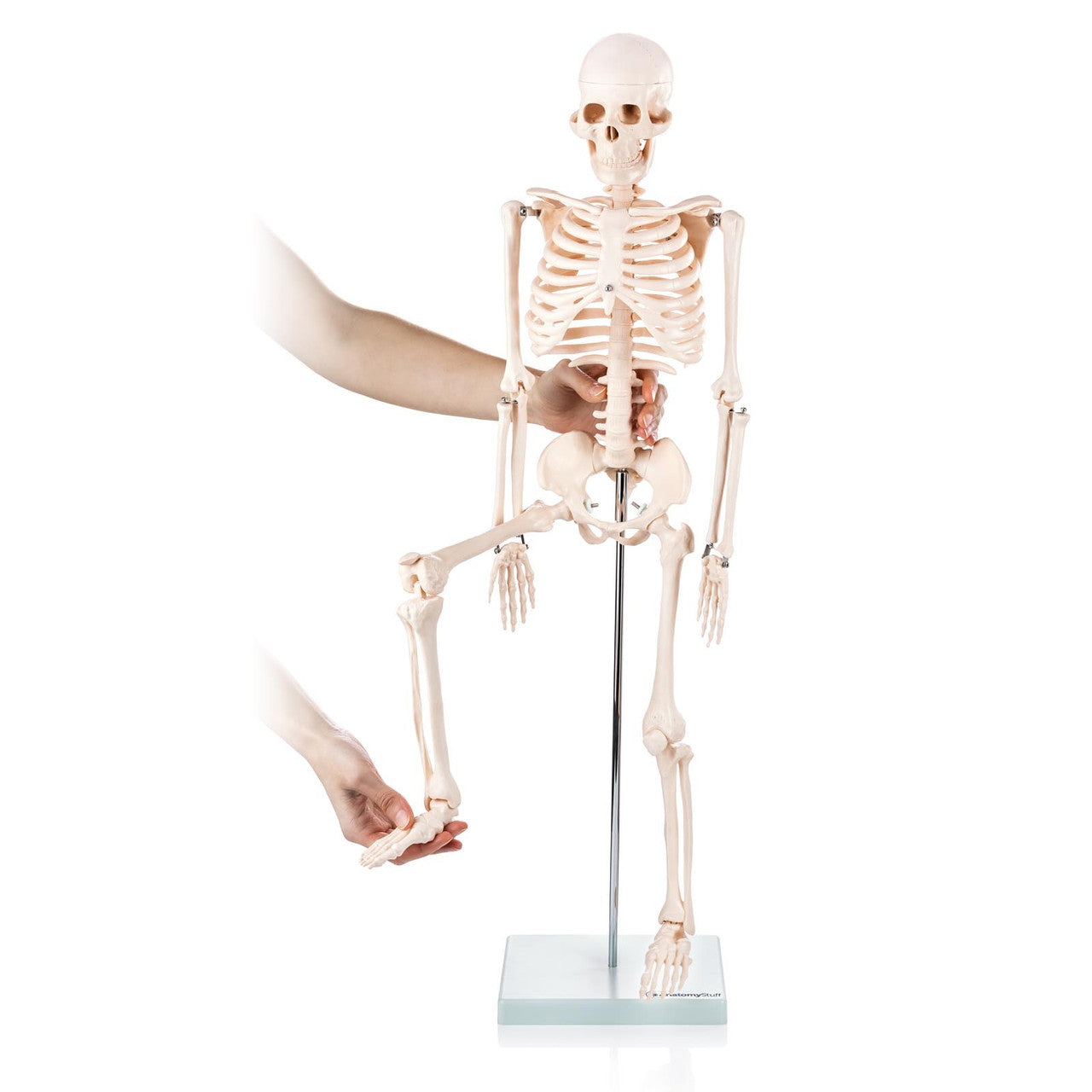 Half size skeleton model with Movable Joints