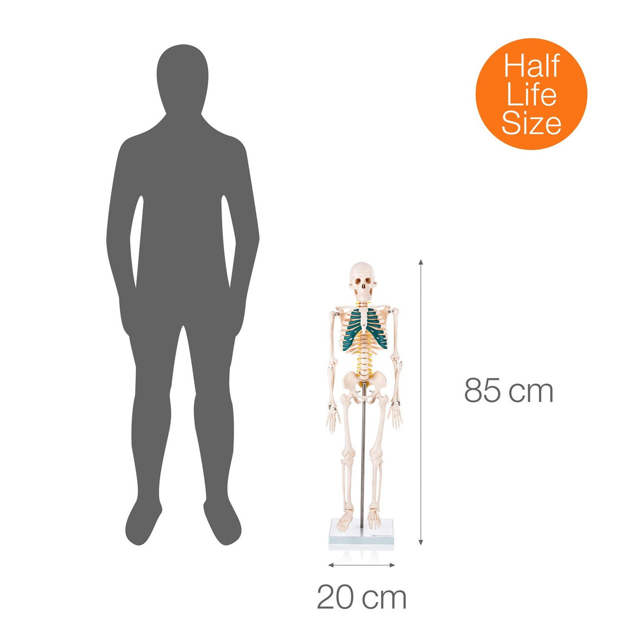 Budget Half Size Skeleton Model with Spinal Nerves