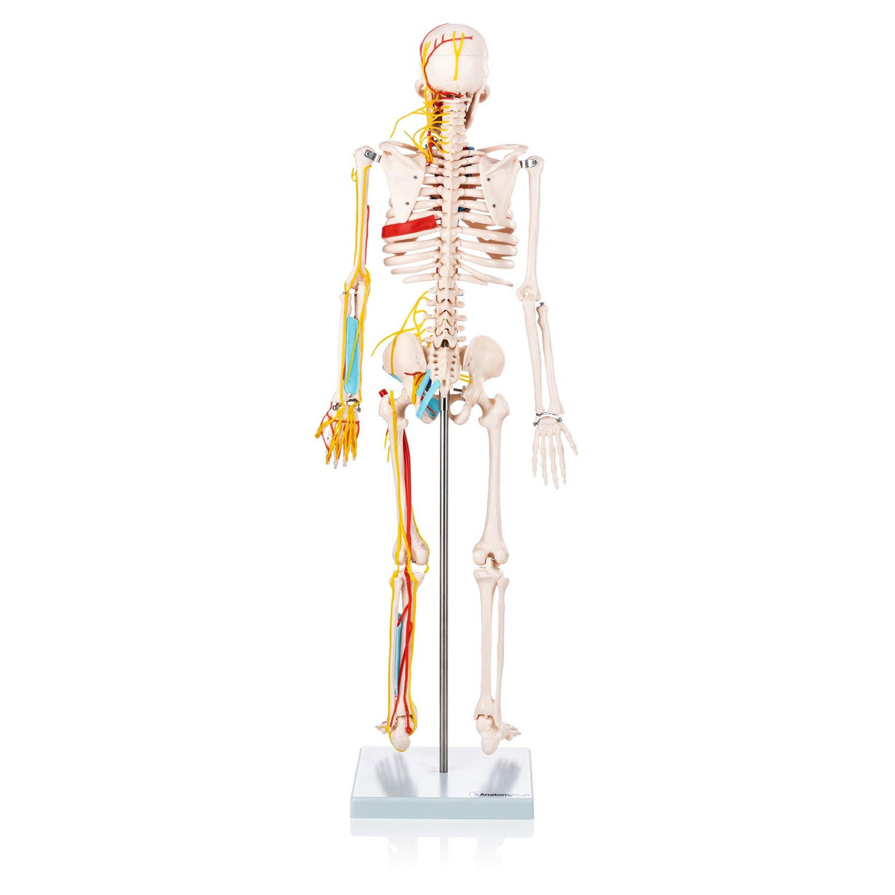 Budget Half Size Skeleton Model with Nerves and Blood Vessels