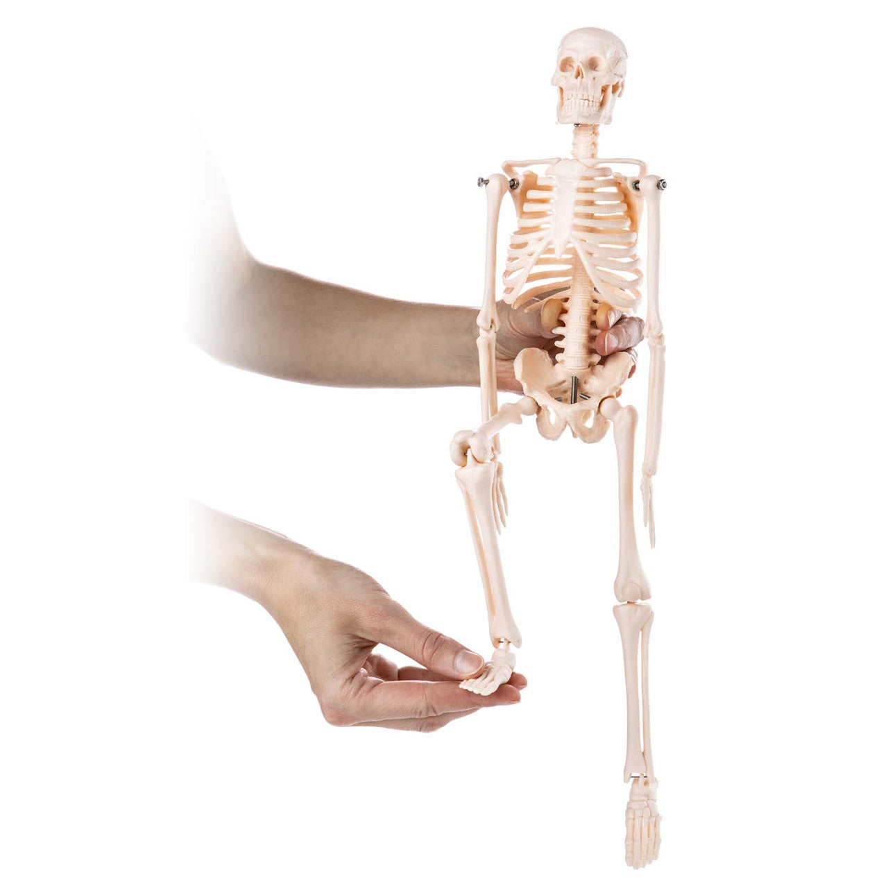 Budget Desktop Mini Skeleton Model