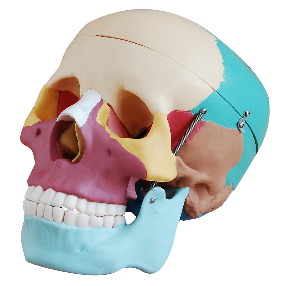 Coloured Skull Model (3 part)
