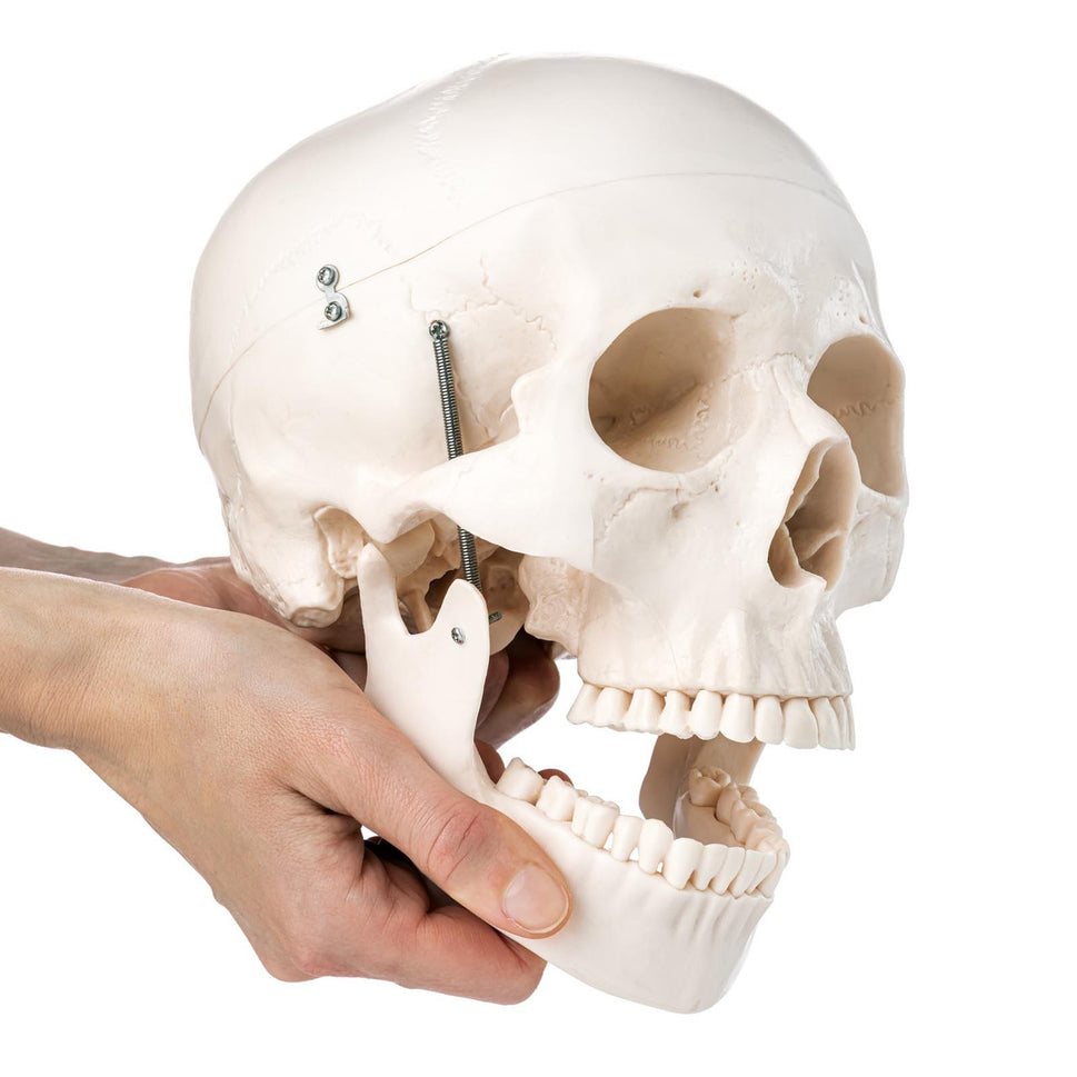 Budget Skull Model with 8-part Brain