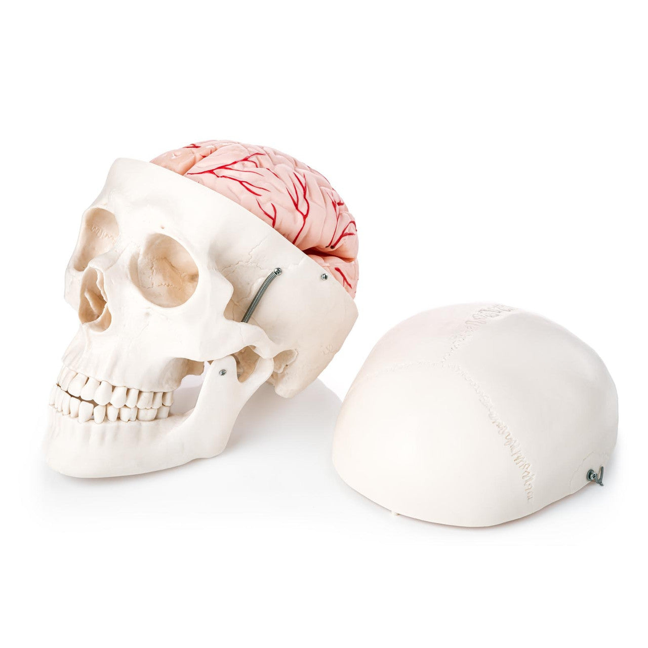 Budget Skull Model with 8-part Brain