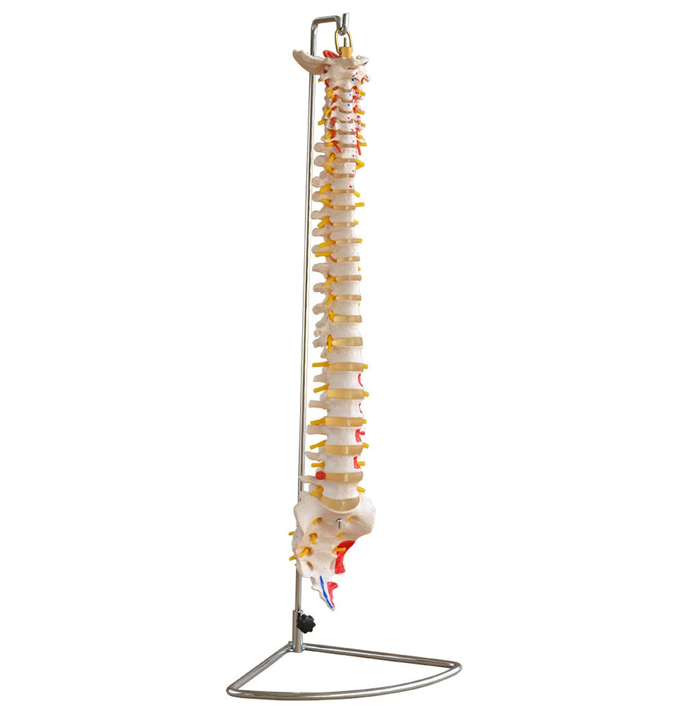 Budget Flexible Spine Model with Painted Muscles