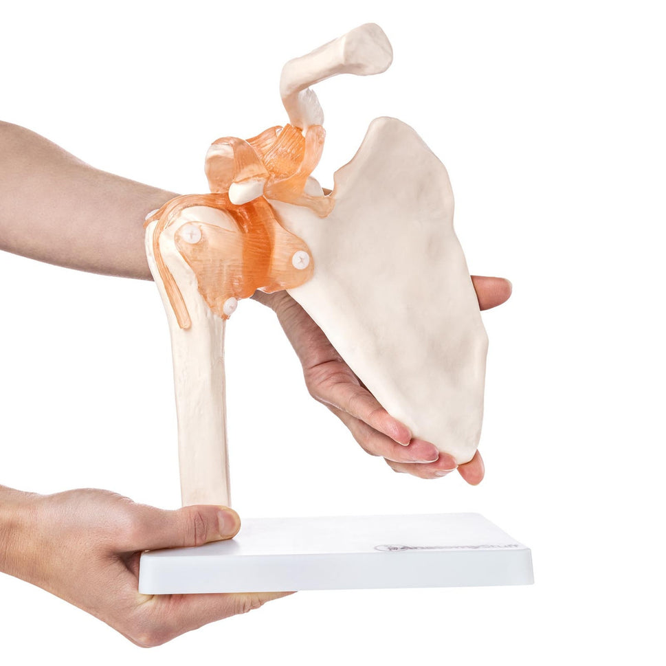 Budget Flexible Shoulder Model with Ligaments