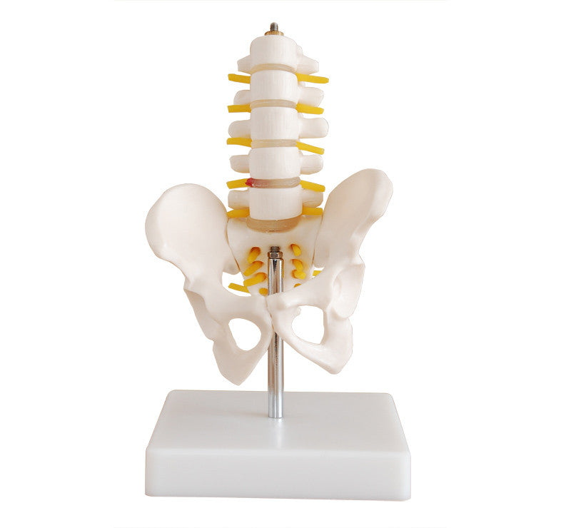 Mini Lumbar Spine Model with Pelvis