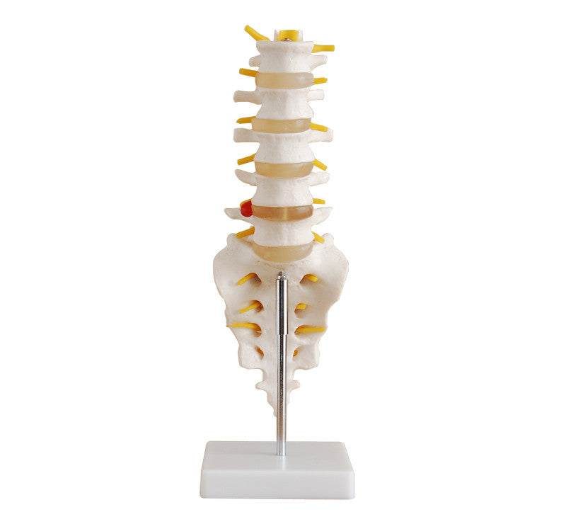 Budget Lumbar Spine Model with Sacrum