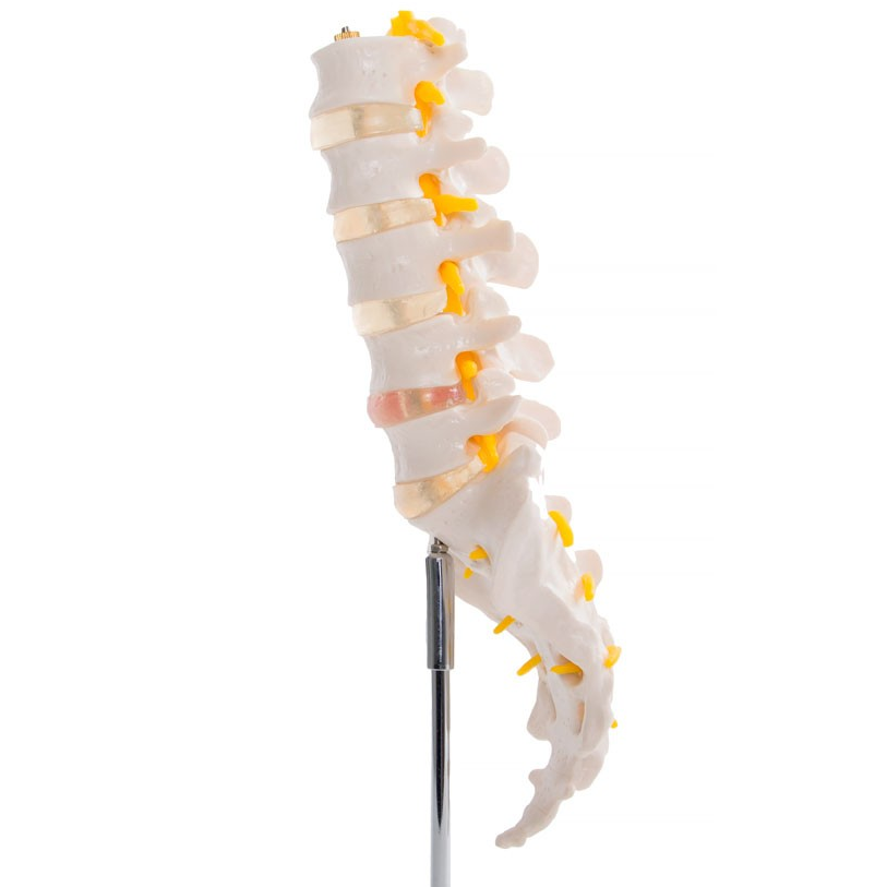 Budget Lumbar Spine Model with Sacrum