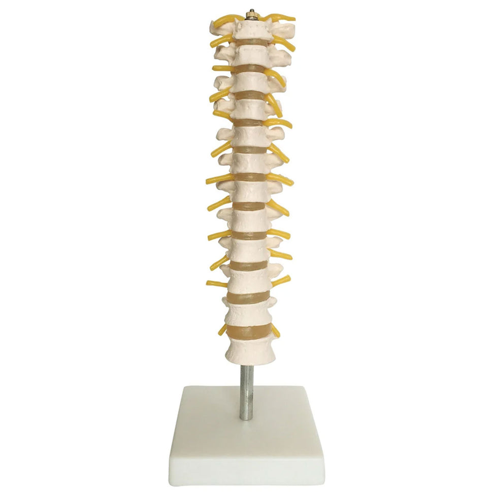 Budget Thoracic Spine Model