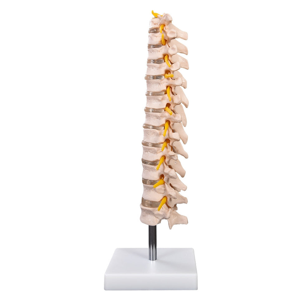 Budget Thoracic Spine Model