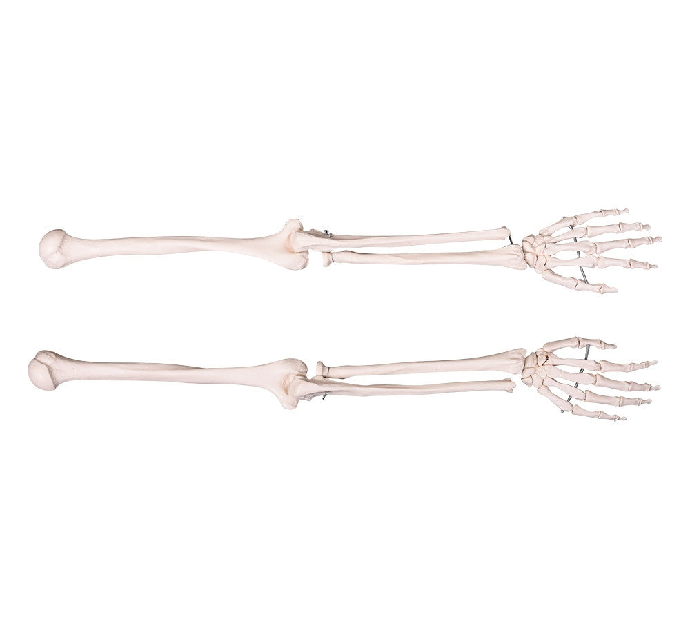 Budget Arm Skeleton Model Pair (Left and Right)