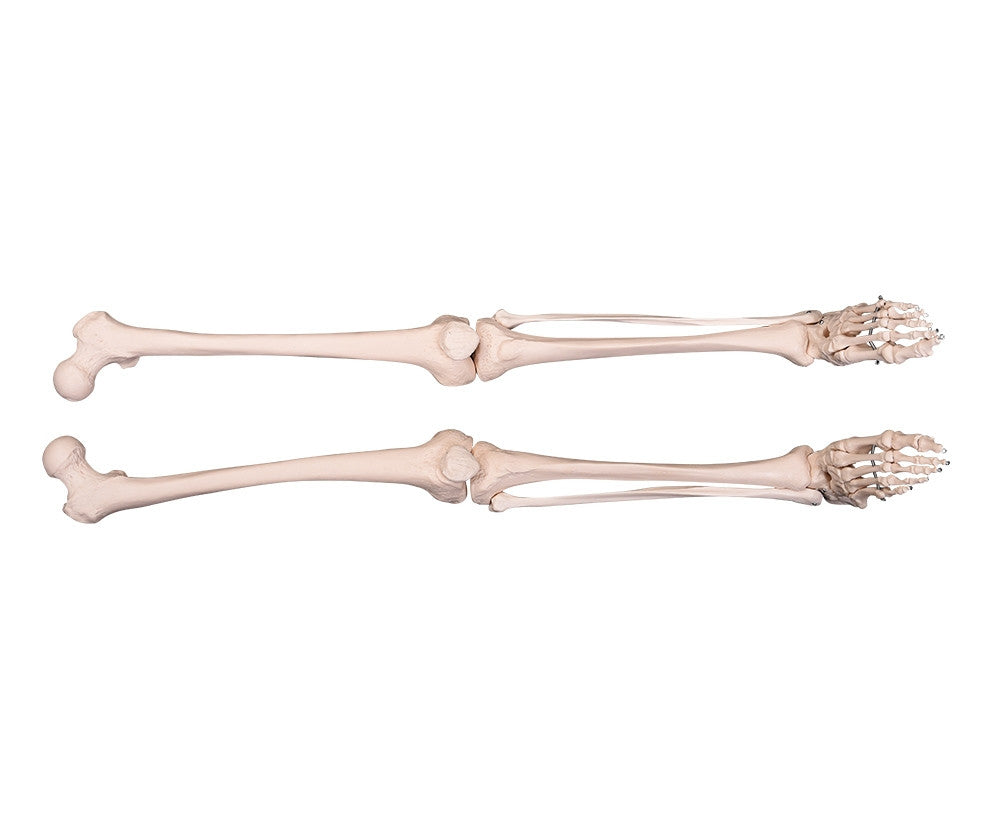 Budget Leg Skeleton Model Pair (Left and Right)