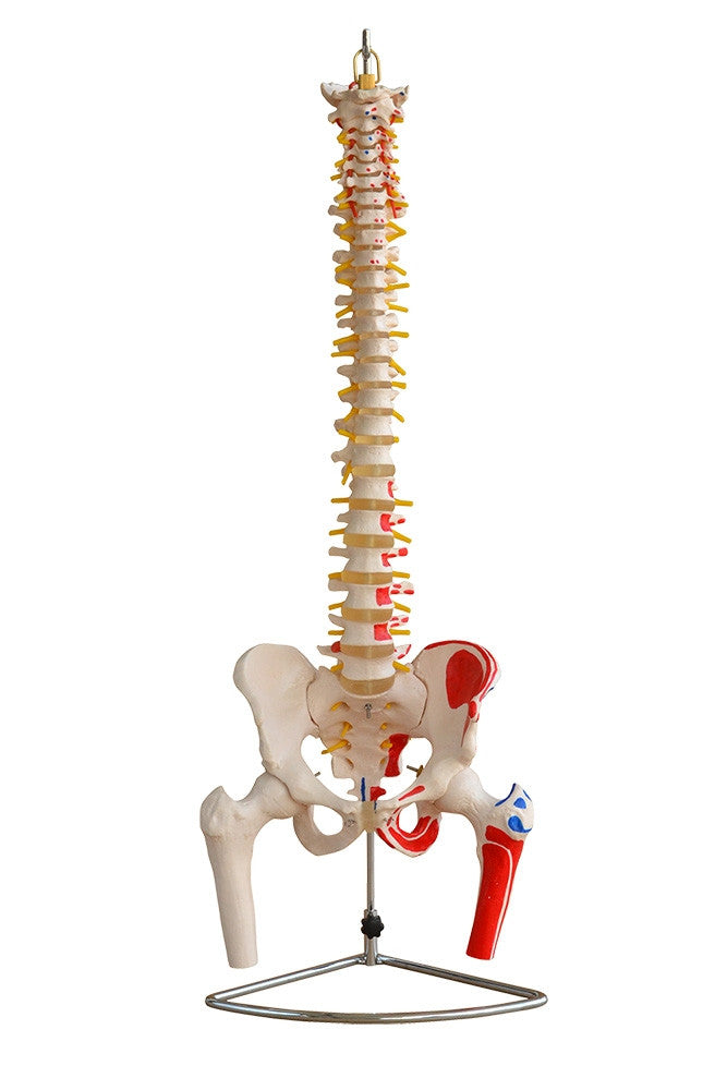 Budget Flexible Spine Model with Pelvis, Femoral Heads and Painted Muscles