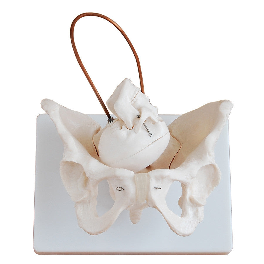 Budget Birth Demonstration Model