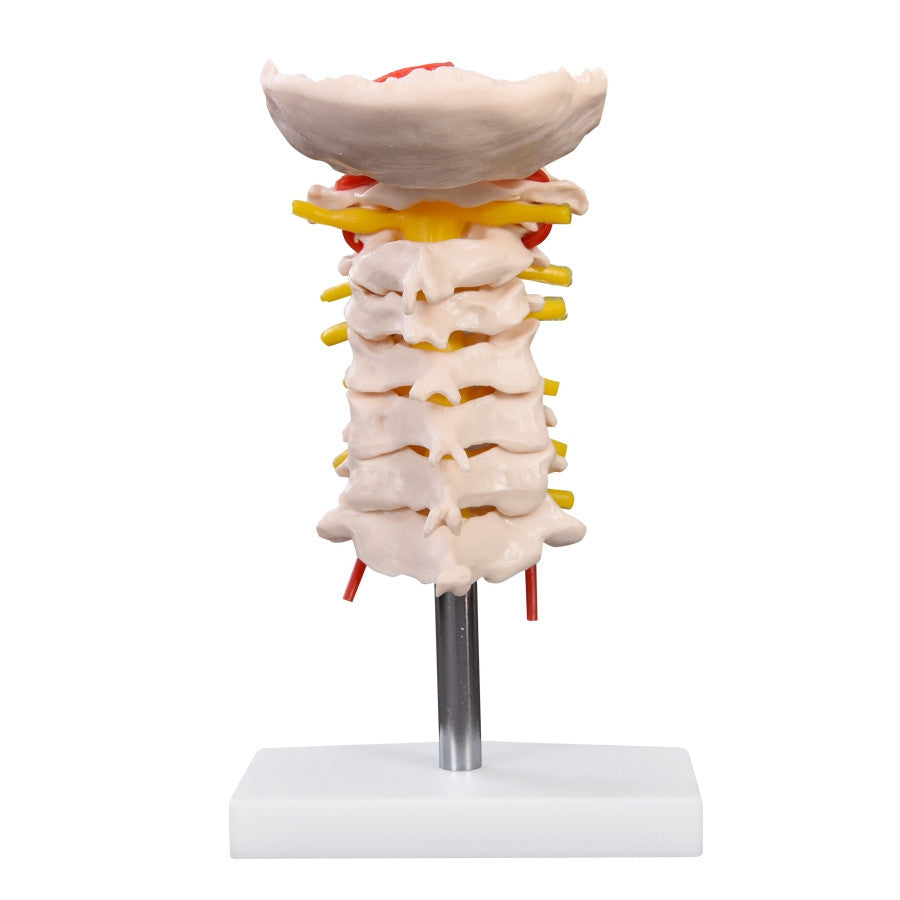 This budget neck anatomy model represents the human cervical spine bones and includes the occipital bone, intervertebral discs, vertebral arteries, nerves and spinal cord