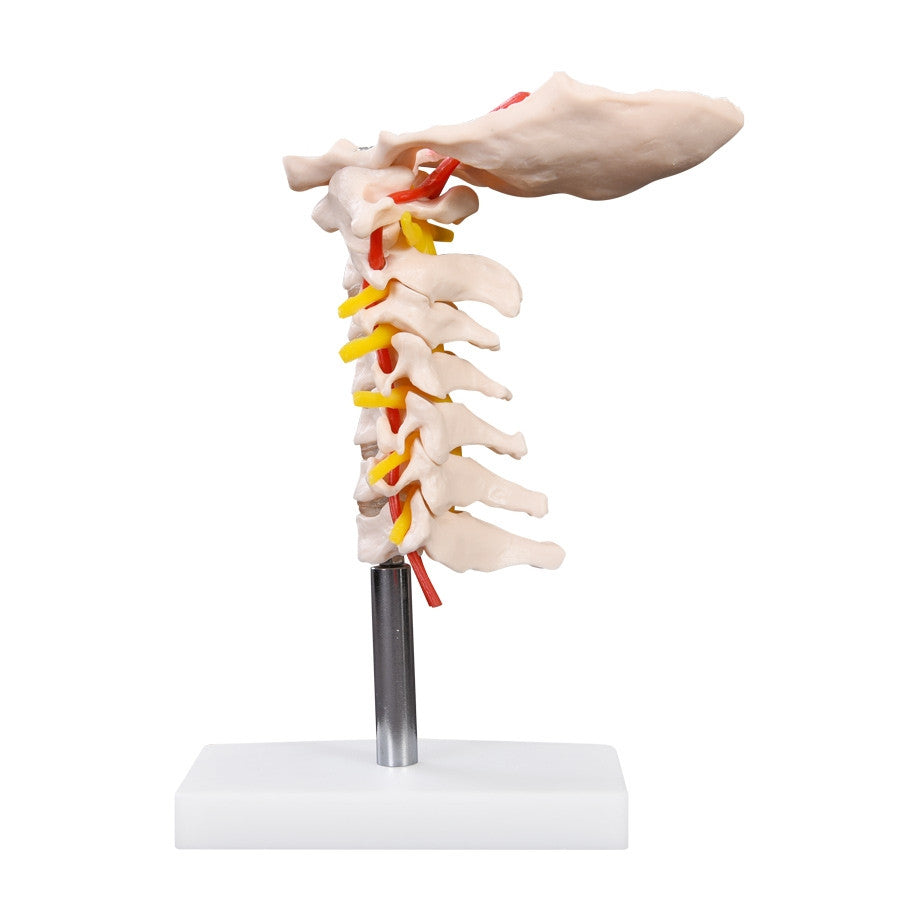 Budget Cervical Spine | Neck Model Being Used For Teaching