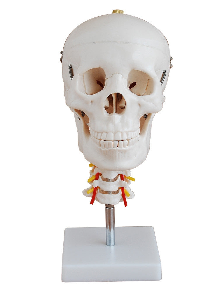 Budget Skull Model With Cervical Vertebrae - Part of Collection