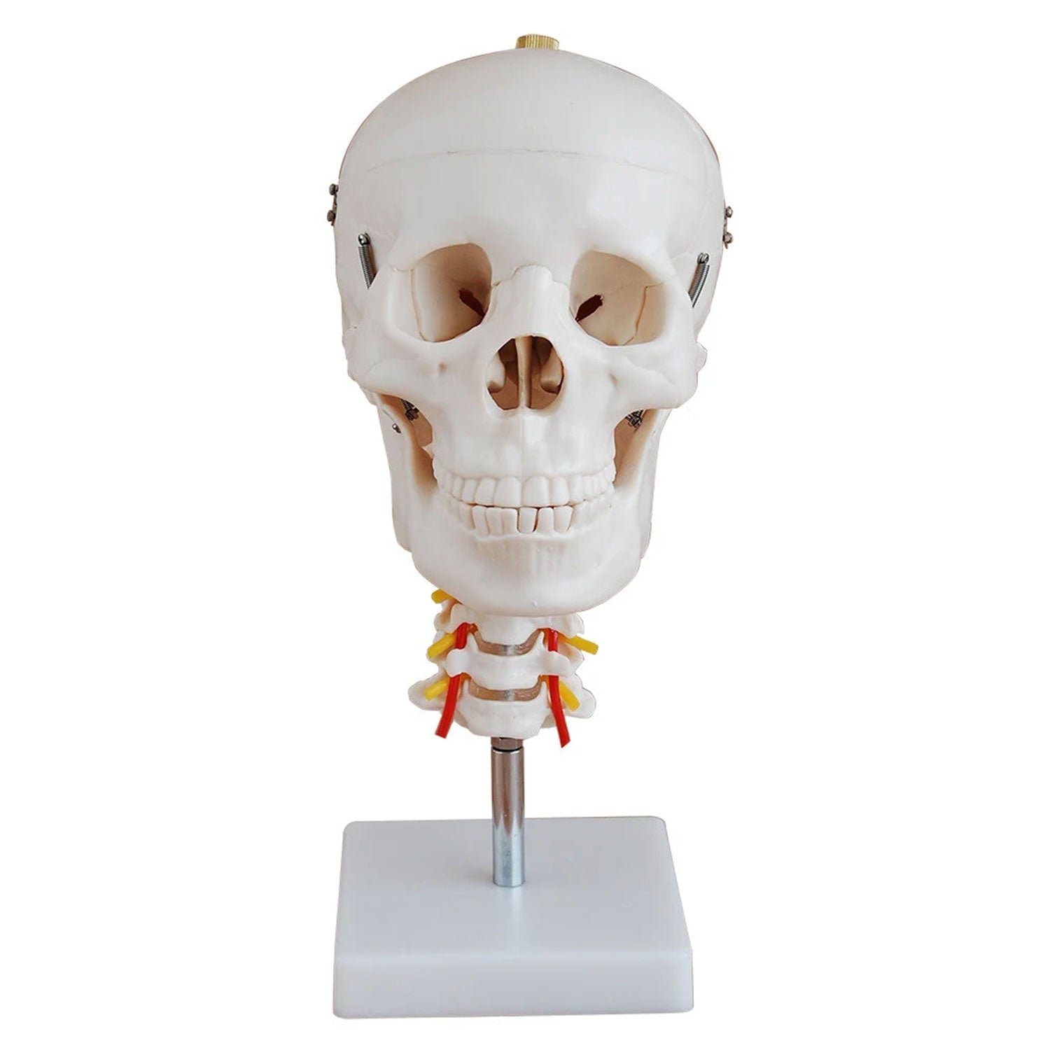 Budget Skull Model With Cervical Vertebrae