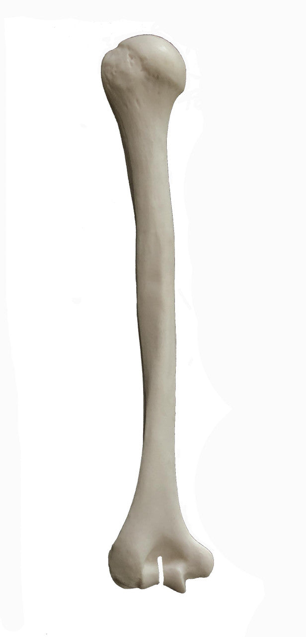 Budget Humerus Bone Model (Left)