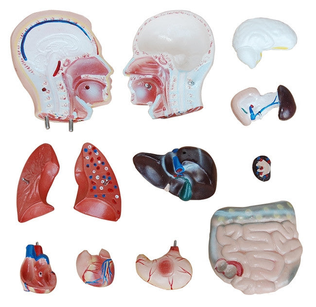 Budget Male Torso Model (13 part)