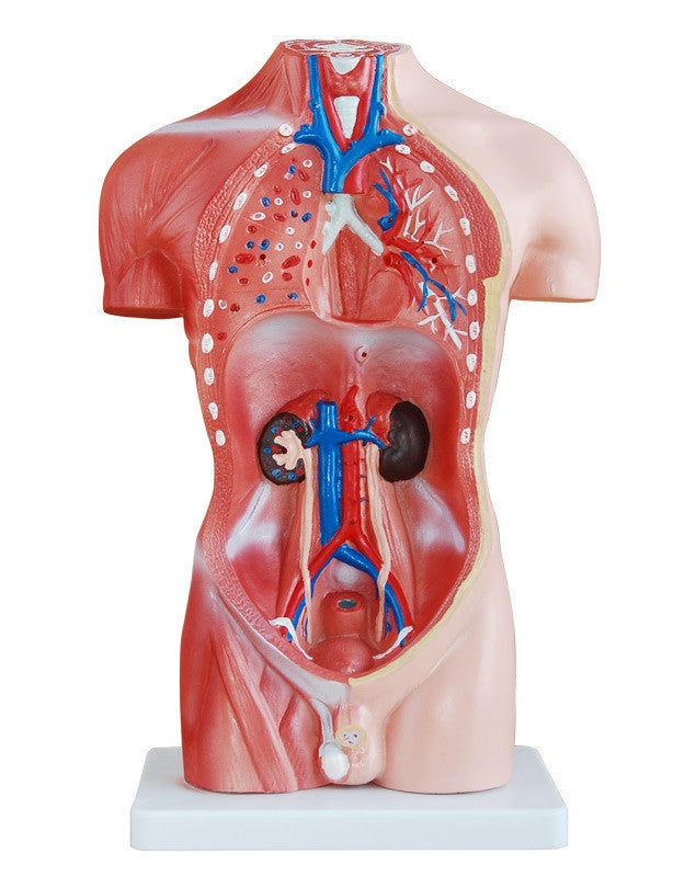 Budget Male Torso Model (13 part)