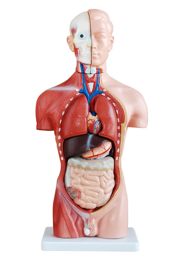 Budget Male Torso Model (13 part)