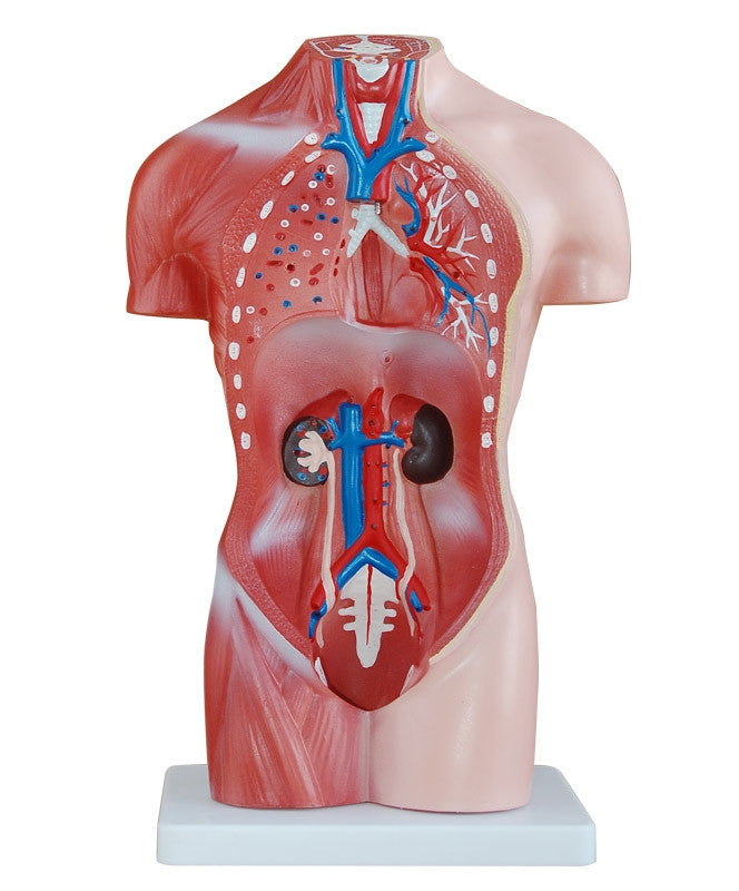 Budget Female Torso Model (15 part)