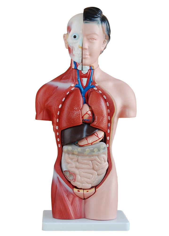 Budget Female Torso Model (15 part)