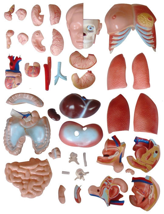 Dual Sex Torso Model (40 Part)
