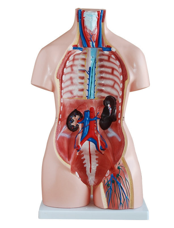 Anterior View Of The Dual Sex Torso Model