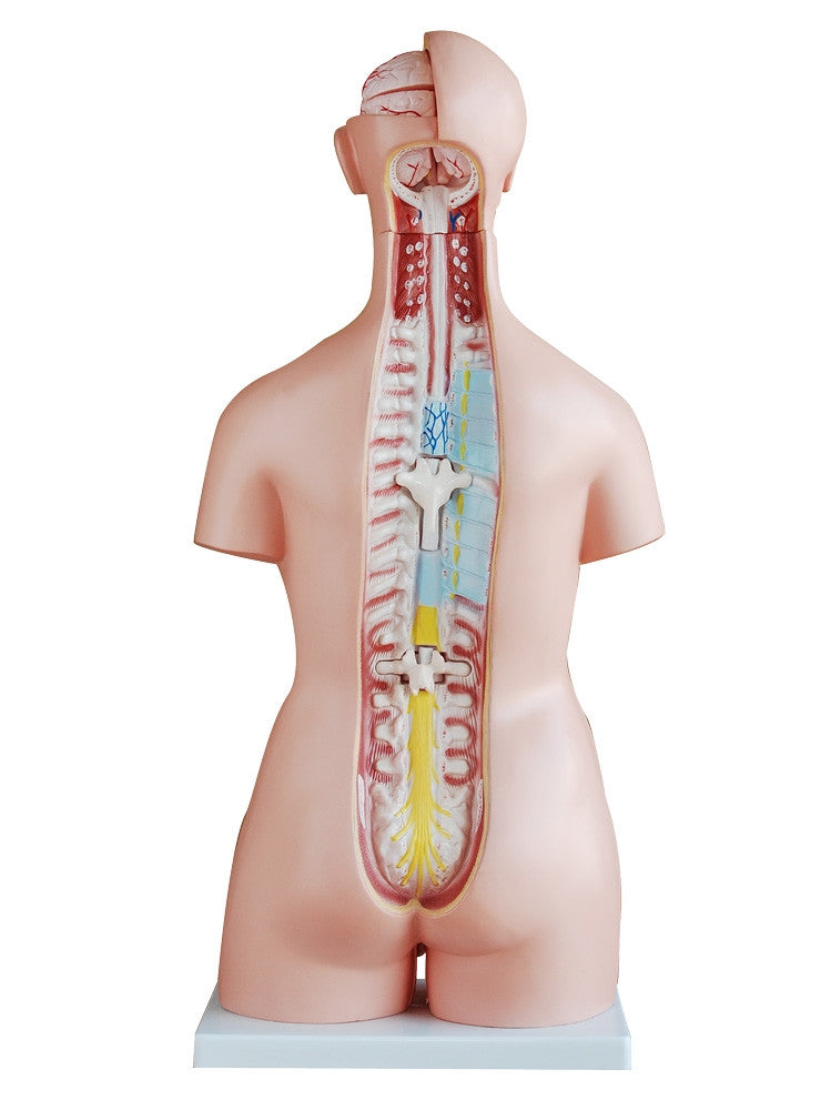 Dual Sex Torso Model (40 Part)