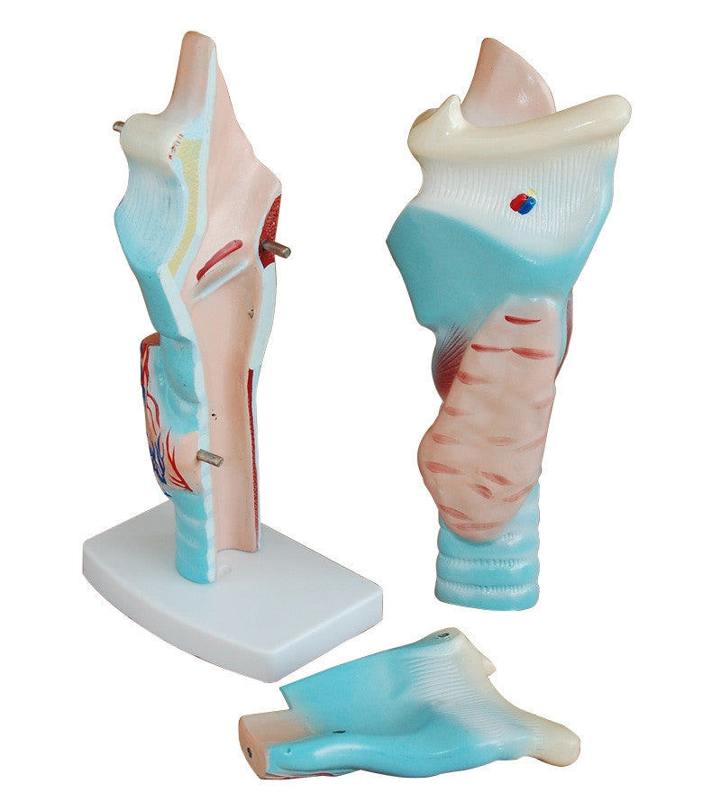 Budget Larynx Model (3 times life size, 3 part)