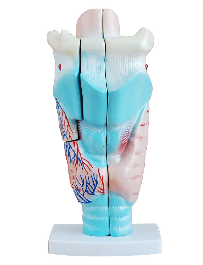 Budget Larynx Model (3 times life size, 3 part)