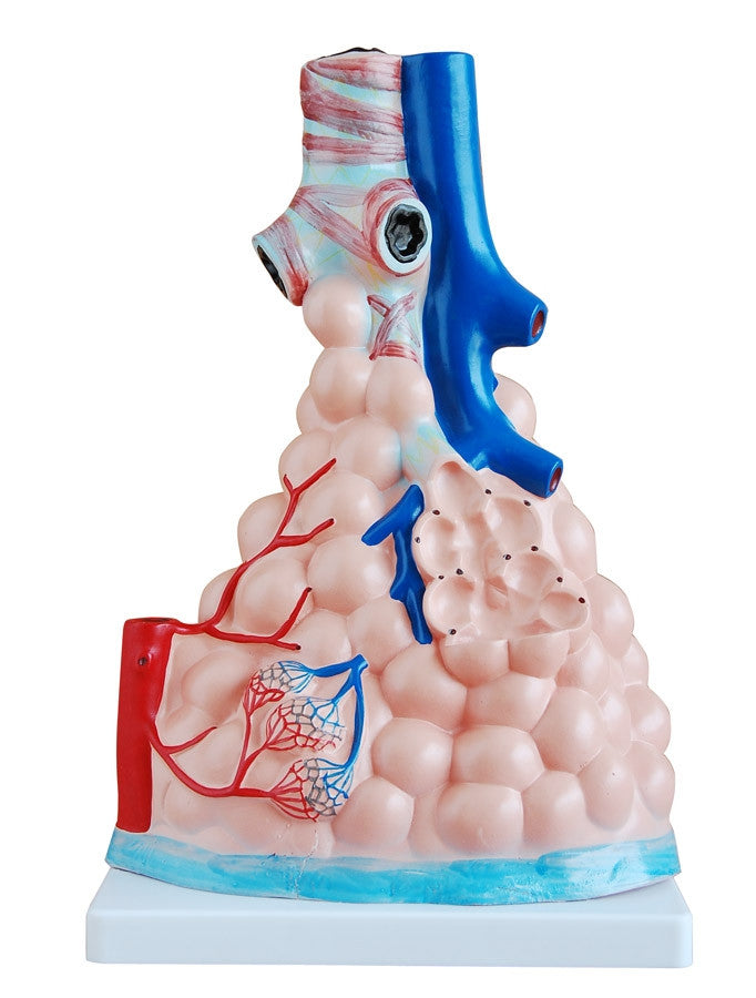 Magnified Pulmonary Alveoli Model