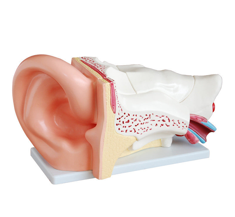 Budget Giant Ear Model (5 times life size, 6 part)