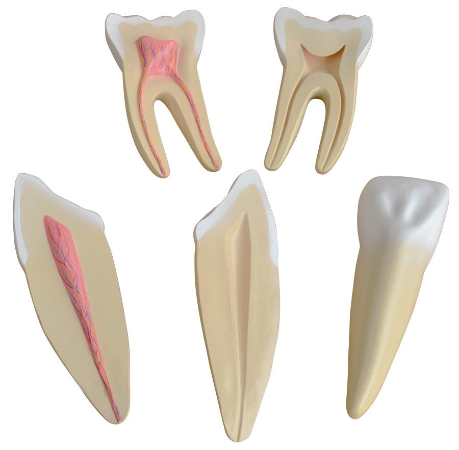 Budget Tooth Morphology Model (3 times life size, 5 part)