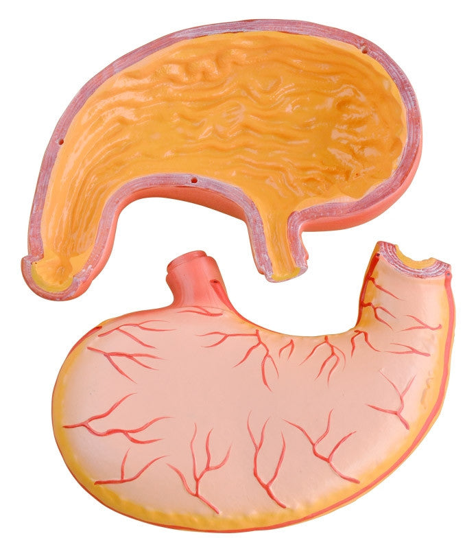 Budget Stomach Model (2 Times Life Size, 2 Part)