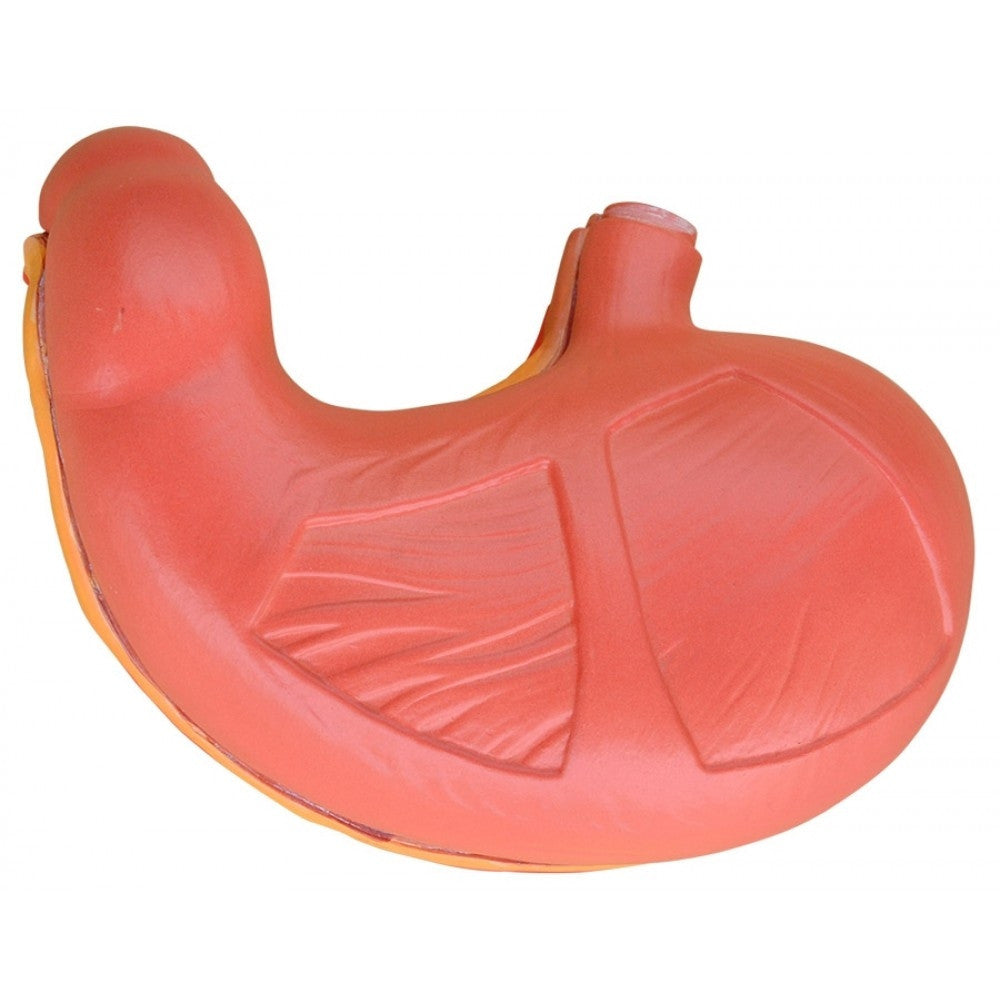 Digestive System Anatomy Collection