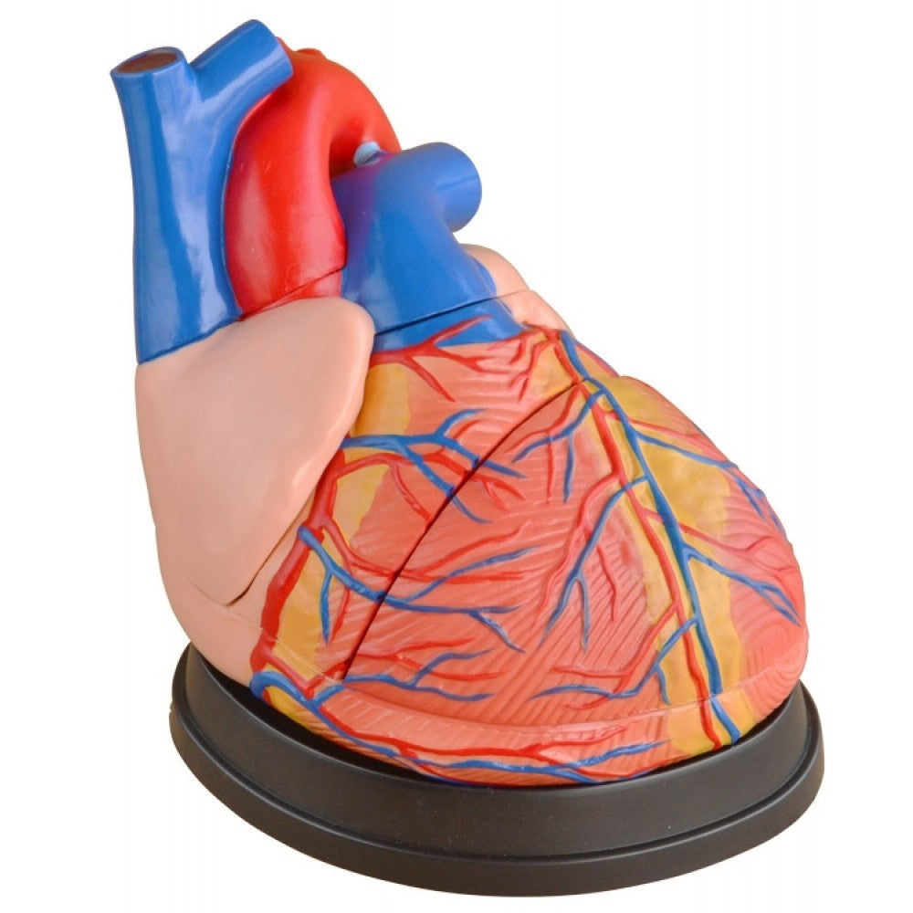 Jumbo Heart Model