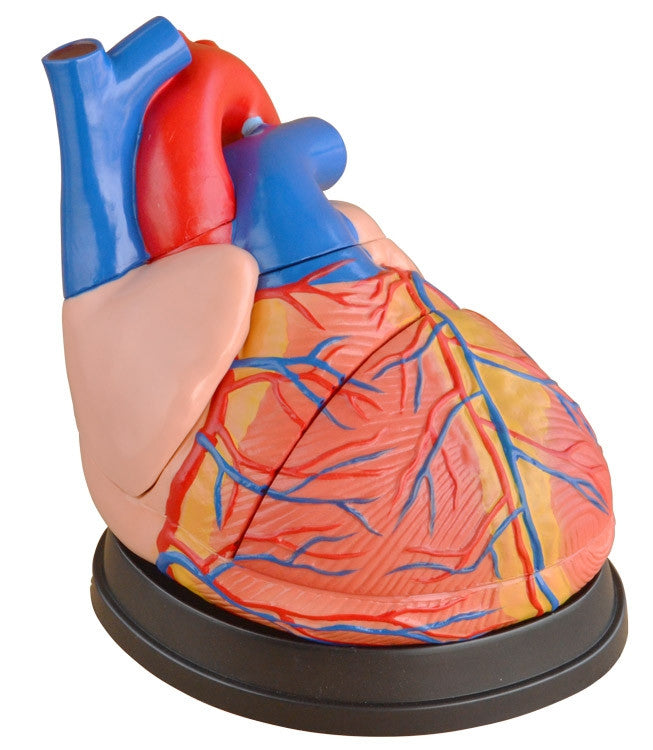 Budget Jumbo Heart Model (4 times life size, 3 part)