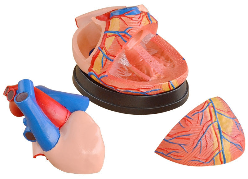 Budget Jumbo Heart Model (4 times life size, 3 part)