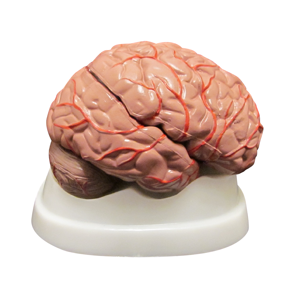 Brain Anatomy Model - Lateral View